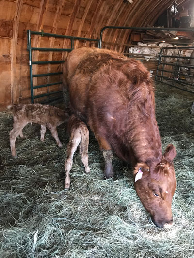 Cow-with-twins